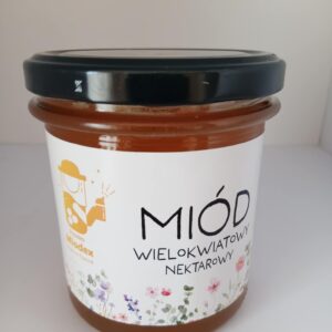 Ficus Decora Burgundy