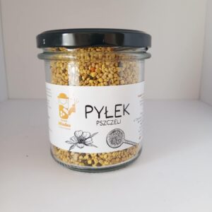 Ficus Decora Cabernet